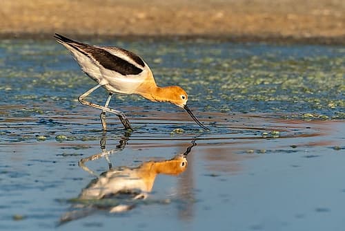 USA, New Mexico. American avocet feeding in marsh. Art Print